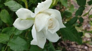 Лейла 28 серия русская озвучка Турецкий сериал | Новая ?