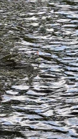 Попловок колышится на воде рыбалка