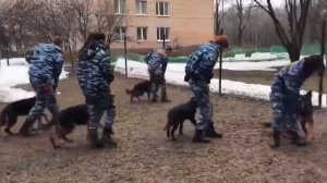 КУРС ПО ОБУЧЕНИЮ КИНОЛОГОВ! Немецкая овчарка. Жуолль. G