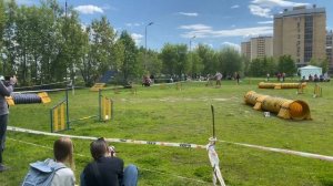 АДЖИЛИТИ | трасса д0 с пуделем в Казани.