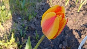 Тюльпан ПЕРЕСОРТ  от Леруа от 18 мая 2024 (должен быть Blushing Apeldoorn, похож на Apeldoorn Elite)