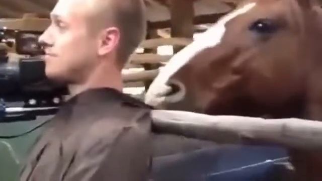 Лошадь отвлекает телеоператора от работы Приколы с животными Смешные животные смотреть онлайн