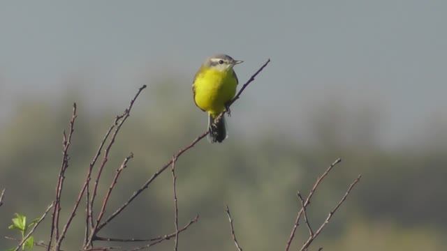 Жёлтая трясогузка ( Motacilla flava )