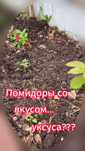 Рассаду томатов высаживаю в грунт! И тут такое. Посмея? смотреть онлайн