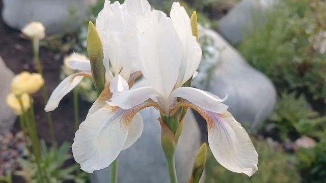 Ирис сибирский Snow Prince 15 июня 2024 от СадКо