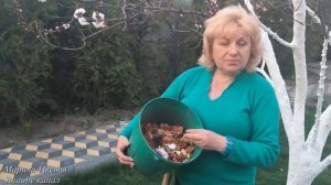 Внесите это немедленно в грунт! Под посадку овощей!!! Плодородие