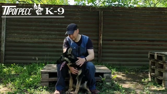 Немецкие овчарки питомника "ПРОГРЕСС К-9". Рабочая лини