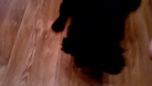 КАК НАУЧИТЬ КОМАНДАМ ЩЕНКА СПАНИЕЛЯ 5 МЕСЯЦЕВ