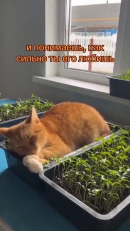 Признание в любви к котику 🤩❤️😻