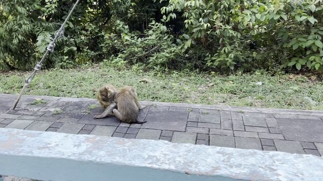 Холм Обезьян. Пхукет. Таиланд 2025 (4) / Monkey Hill. Phuket. Thailand 2025