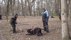 Кане корсо Ахил молодость. Тренировка  по ЗКС