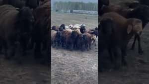 Работа Бордер Колли с дикими овцами!