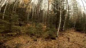 Охота на зайца с Русской гончей 26.10.24 Часть 2. Снег соше?