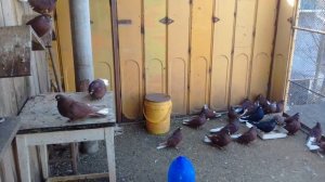 В гостях у Фетисова Г.П. Мариупольские голуби в Ялте (Крым)