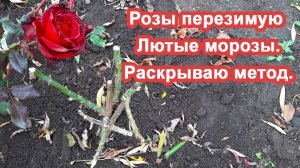 Розы не замерзнут и в Лютые морозы. Укрытие за копейки. Раскрываю методику укрытия роз.