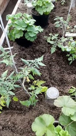 Что растет в теплице🍅🌶🥒🍉