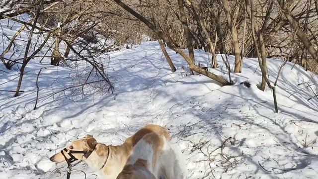 Выбор породы и плохое поведение. Русская псовая Борза?
