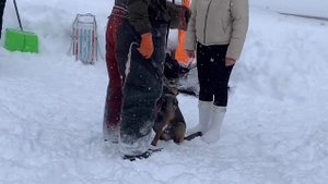 Тренировка малинуа, зкс зимой. Бельгийская овчарка, 10 ?