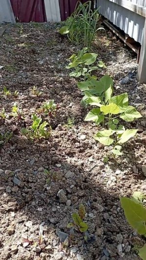 прополка, подвязка огородные дела