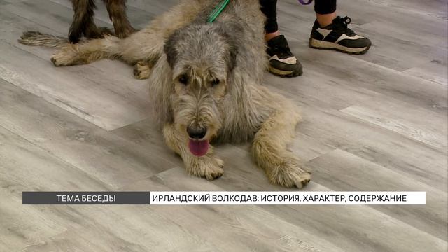 Ирландский волкодав: характер, уход и содержание