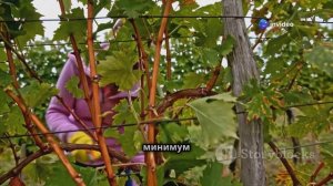 ОБРЕЗКА ВИНОГРАДА ОСЕНЬЮ ДЛЯ ПЕРЕПРИВИВКИ В 2025 ГОДУ