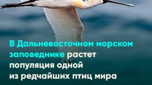 В Дальневосточном морском заповеднике растет популяция одной из редчайших птиц мира