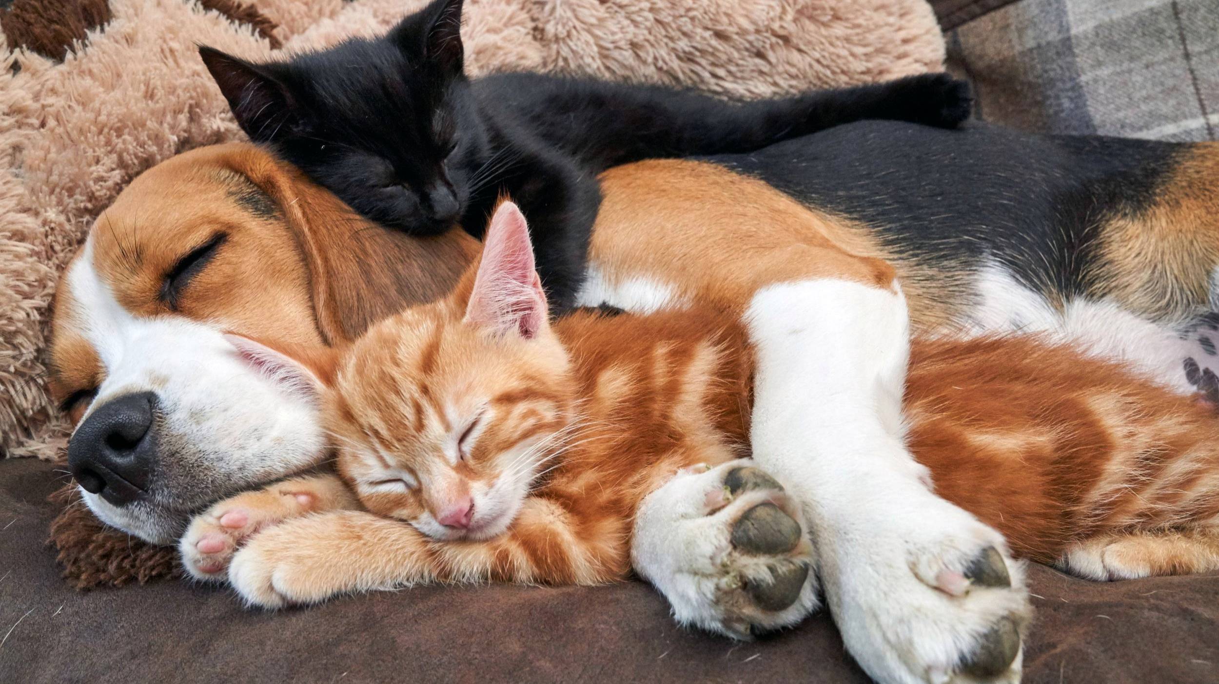 Веселые Пушистики для Хорошего Настроения! 😸 Подборка Приколов с Котами и Собаками! смотреть онлайн