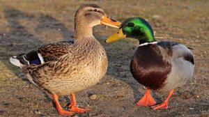 УТКИ-УТОЧКИ🦆🦆, а нет это селезни