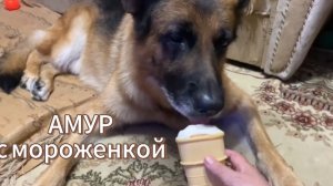 После прогулки водные процедуры. Любимое мороженое.