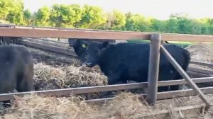 Коровы первые