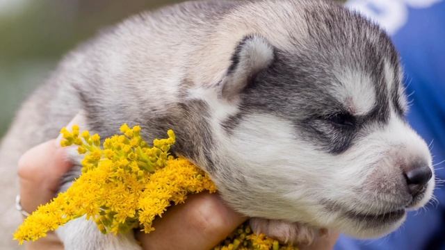 📞+7 916 505-78-42 Продаются щенки 🐶 Сибирский хаски из пито