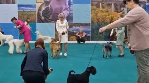 Выставка собак в Москве, бест щенков, судья Васильев О?