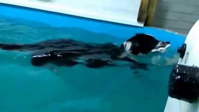 Занятие в бассейне у щенка бордер колли смотреть онлайн