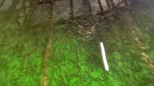 Молодь кижуча выпустят в озеро Большой Вилюй на Камчатке