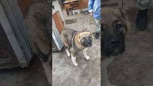 Алабай кусается прыгает