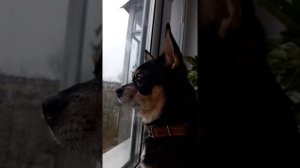 Собака скулит