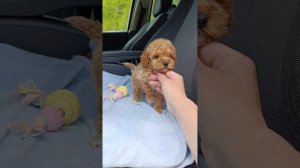 Мальтипу мини мальчик. Готов к переезду в новый дом 🏡