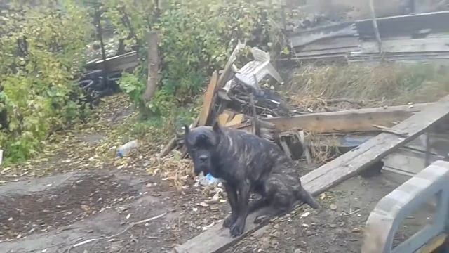 Розыскивается украденный щенок кане-корсо