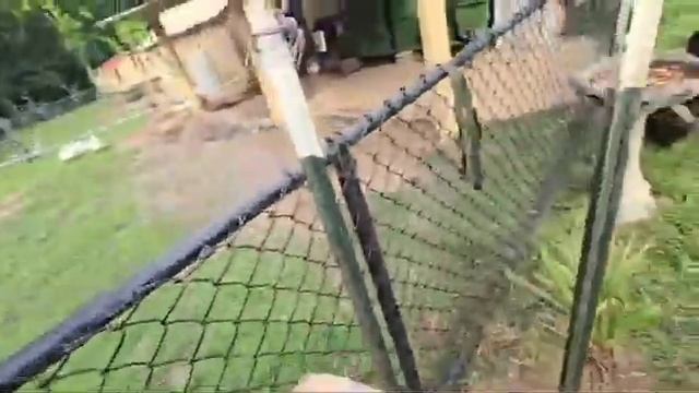 Cane Corso: When mating goes wrong (Кане Корсо: спаривание пошло не по