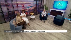 Американский голый терьер: особенности породы