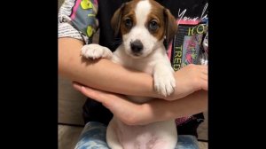 Щенки Джек Рассел терьер