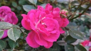 Далекий город 20 серия русская озвучка Турецкий сериал