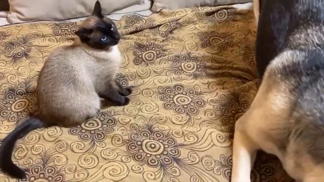 КУСАЮТ!!! СИАМСКИЙ КОТИК ПАНДОЧКА И ЕГО ОВЧАРКА!!! КРОВА смотреть онлайн