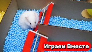 Вместе с Умным Хомяк проходим СЛОЖНЫЙ ЛАБИРИНТ и СРАЖАЕМСЯ С МОНСТРОМ 🐹 Видео для детей