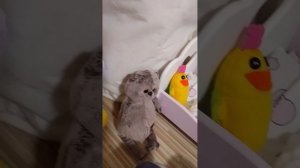 вечер с милкой и басиком