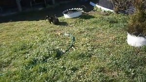 Щенки ротвейлера 1 мес 1 неделя