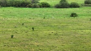 ПУТЬ В ОХОТУ. Моршанский перепел