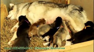 Мама хаски кормит щенков, родились 14 ноября 2017
