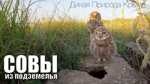 Совы из подземелья. Полная версия. (+бекстейдж)