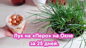 Лук на Перо за 25 дней на своем окне. Бесплатная зелень без затрат и усилий. Делюсь методом.